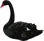 Black Swan